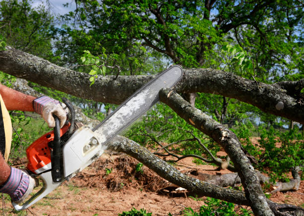 Best Fruit Tree Pruning  in Zolfo Springs, FL